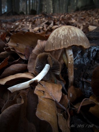 DROBUĽKA /bližšie neurčená/